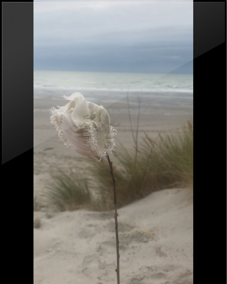 2017 plastic flower coming from the sea